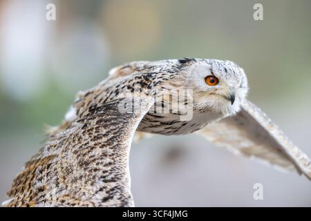Aigle-hibou de Sibérie (Bubo bubo sibiricus) volant, automne, Bavière, Allemagne, Europe Banque D'Images