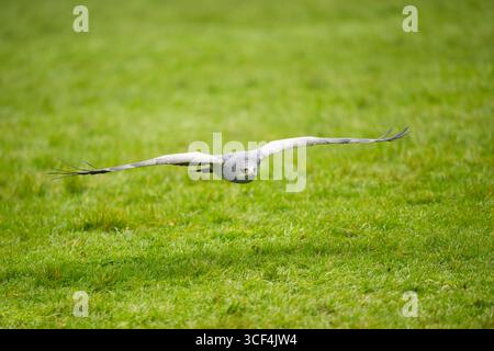 Aigle buzzard à torse noir (Geranoaetus melanoleucus) survolant une prairie, Allemagne Banque D'Images