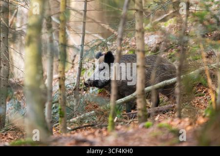 Sanglier (sus scrofa) debout dans une forêt, Bavière, Allemagne, Europe Banque D'Images
