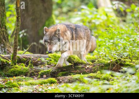 Loup eurasien (Canis lupus lupus) marchant dans une forêt en automne, Allemagne, Europe Banque D'Images