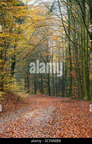 Paysage d'un sentier traversant la forêt de hêtres européens (Fagus sylvatica), feuilles colorées en automne, Bavière, Allemagne Banque D'Images
