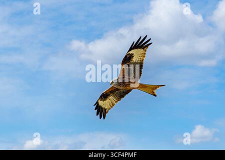 Cerf-volant rouge en vol de recherche dans la vallée de l'Illertal près de Sonthofen. Le cerf-volant rouge, également connu sous le nom de cerf-volant rouge, est une espèce d'oiseau de proie de la famille des faucons. Banque D'Images