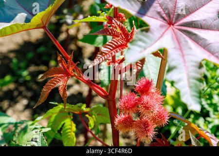 Arbre miracle à l'huile de ricin, Ricinus communis, avec des fruits Banque D'Images