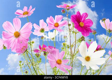 Panier ornemental (Cosmos bipinnatus) devant un ciel d'été Banque D'Images