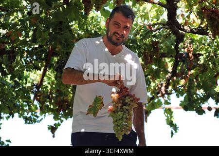 Homme souriant tout en tenant des raisins mûrs dans la vigne. Concept de récolte et d'agriculture. Banque D'Images