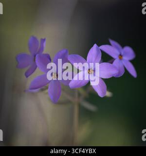 Phlox stolonifera (phlox rampant) dans le jardin Banque D'Images