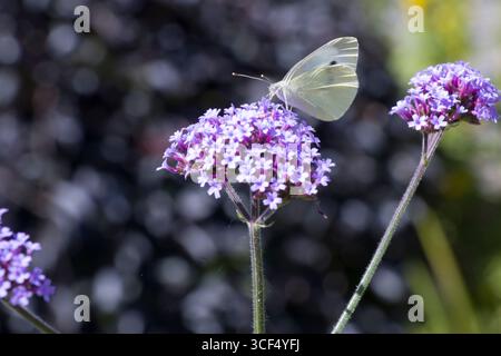 Papillon blanc chou (Pieris spec.) Sur la verveine de Patagonie (Verbena bonariensis) Banque D'Images