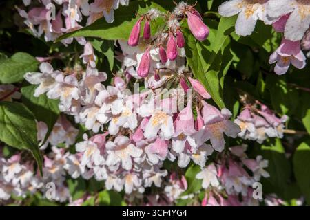 Kolkwitzia (Kolkwitzia amabilis) ou nacre, Rhénanie du Nord-Westphalie, Allemagne, Cologne Banque D'Images