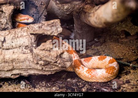 Serpent de maïs (Pantherophis guttatus) dans un terrarium Banque D'Images
