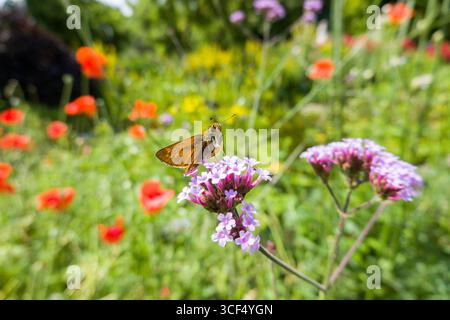 Grand skipper sur une fleur de la verveine patagonienne Banque D'Images