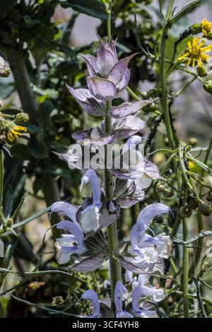 Sauge argileuse (Salvia sclarea), également connue sous le nom de sauge de muscade Banque D'Images