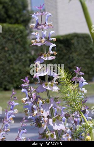 Sauge argileuse (Salvia sclarea), également connue sous le nom de sauge de muscade Banque D'Images
