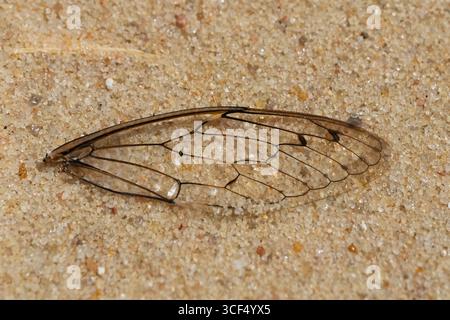 Aile de cigale transparente affichant des motifs de venation complexes repose sur un lit de sable fin, mettant en valeur la beauté des détails de la nature Banque D'Images