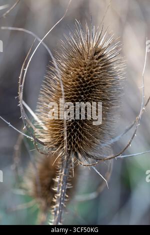Teasel sauvage, Dipsacus fullonum, inflorescence, hiver Banque D'Images