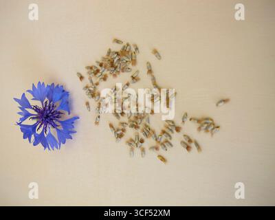 Graines de bleuet : graines de bleuet bleu, Centaurea cyanus Banque D'Images