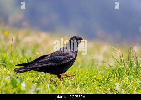 chough alpin (Pyrrhocorax graculus) sur un pré sur le Hochgrat près d'Oberstaufen dans le Allgäu, Bavière, Allemagne. Banque D'Images