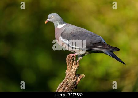 Pigeon des bois (Columba palumbus) assis sur une branche au printemps. Banque D'Images