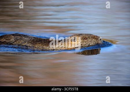 Nutria (Myocastor coypus) nageant dans un lac de la réserve naturelle de Mönchbruch Banque D'Images