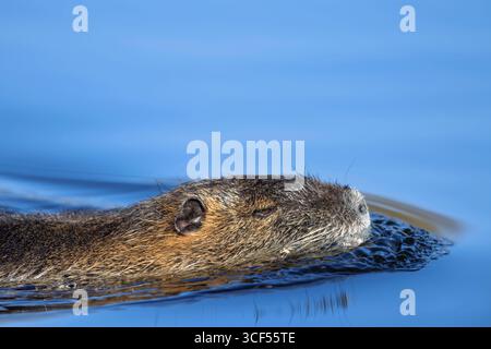 Nutria (Myocastor coypus) nageant dans un lac de la réserve naturelle de Mönchbruch Banque D'Images