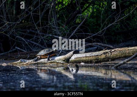 Tortue ornementale reposant sur un tronc d'arbre au bord d'un lac dans la réserve naturelle de Mönchbruch Banque D'Images