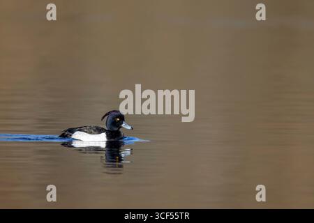 Canard touffeté mâle (Aythya fuligula) nageant dans un lac de la réserve naturelle de Mönchbruch Banque D'Images