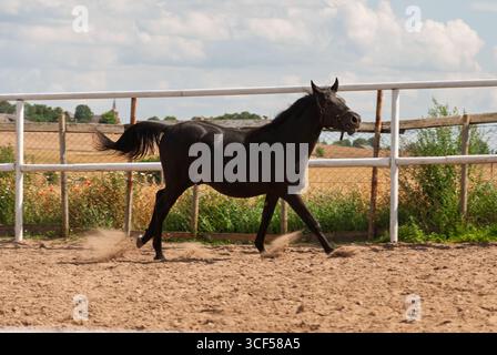 Un cheval court dans un champ avec une clôture blanche derrière. Le cheval est noir et blanc et a une bande blanche sur son visage Banque D'Images