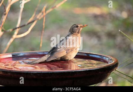 Femelle Blackbird commun (Turdus merula) se baignant dans le Birdbath, Australie méridionale Banque D'Images