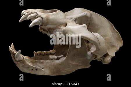 Ours des cavernes (Ursus spelaeus), Pléistocène moyen à tardif, « Grotte des os », montagnes des Carpates du Sud-Ouest, Roumanie. Banque D'Images