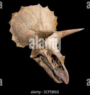 Crâne de Triceratops horridus, formation de Hell Creek, Crétacé supérieur (68–66 millions d'années), ouest de l'Amérique du Nord Banque D'Images