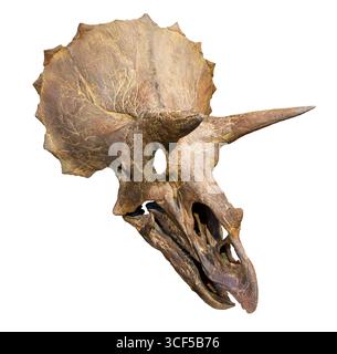 Crâne de Triceratops horridus, formation de Hell Creek, Crétacé supérieur (68–66 millions d'années), ouest de l'Amérique du Nord Banque D'Images