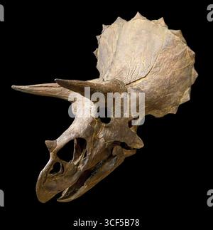 Crâne de Triceratops horridus, formation de Hell Creek, Crétacé supérieur (68–66 millions d'années), ouest de l'Amérique du Nord Banque D'Images