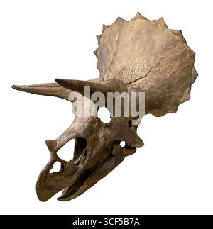 Crâne de Triceratops horridus, formation de Hell Creek, Crétacé supérieur (68–66 millions d'années), ouest de l'Amérique du Nord Banque D'Images