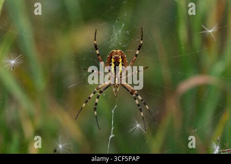 Araignée guêpe Argiope bruennichi macro sur toile d'orbe, vue dorsale avec abdomen rayé jaune-noir et jambes bandes, fond de prairie vert Banque D'Images