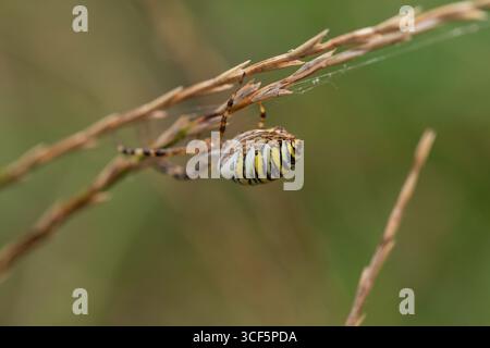 Macro gros plan de l'araignée guêpe Argiope bruennichi sur herbe sèche avec soie visible, abdomen jaune et noir, habitat de prairie, bokeh vert, faible profondeur Banque D'Images
