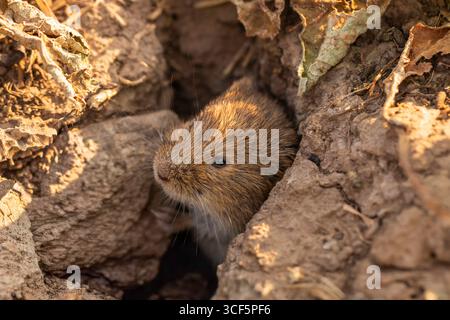 Vole commune (Microtus arvalis) regard rapproché à partir du terrier dans le sol fissuré, fourrure brune et moustaches, habitat naturel de prairie, faible profondeur de champ Banque D'Images