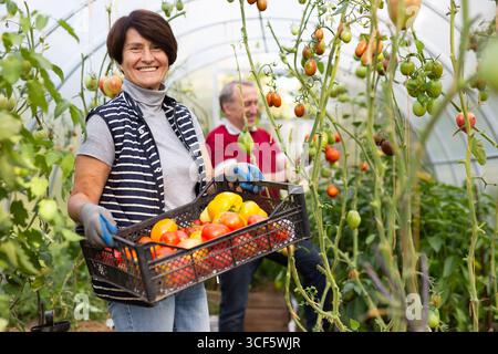 La femme tient une boîte de légumes, le mari récolte des tomates mûres et les met dans une boîte Banque D'Images