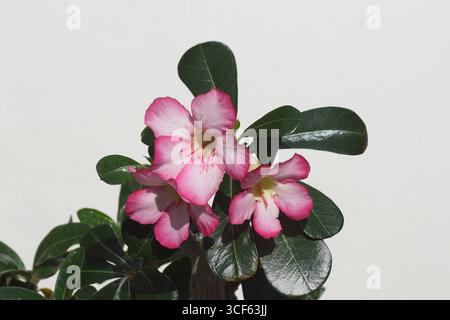 Gros plan sur les fleurs d'Adenium Obesum, Desert Rose Plant, famille de dogbane Apocynaceae. Plante d'intérieur. Fond blanc, pays-Bas, été, août. Banque D'Images
