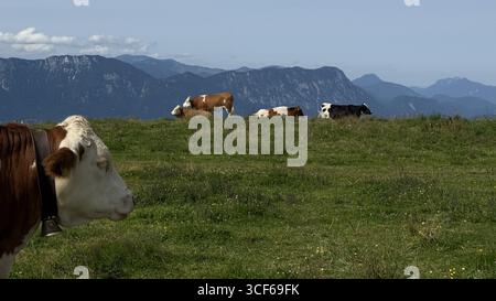 Les vaches paissent paisiblement sur une colline verdoyante avec une vue imprenable sur la montagne en arrière-plan. Le cadre serein met en valeur l'harmonie de la nature et Banque D'Images