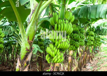 Branche de banane crue verte sur de jeunes palmiers bananiers contre la plantation de bananes. Production de bananes dans un jardin tropical ou une ferme rurale. Banque D'Images