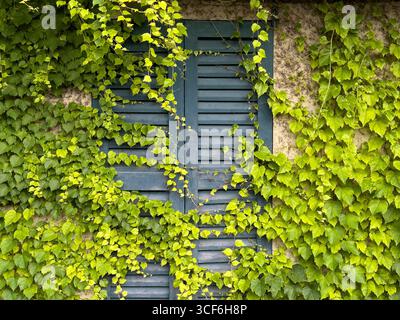 Vieille fenêtre en bois bleu entièrement recouverte de lierre vert luxuriant créant un look vintage Banque D'Images
