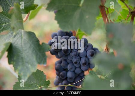Raisin rouge mûr suspendu aux vignes dans les vignobles italiens. Banque D'Images