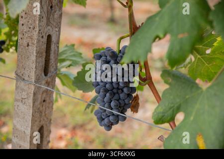 Raisin rouge mûr suspendu aux vignes dans les vignobles italiens Banque D'Images