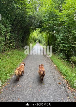 Chiens appréciant une promenade tranquille sur un sentier de la nature magnifiquement serein entouré de verdure Banque D'Images