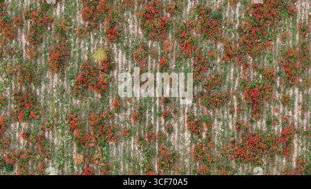 Vue aérienne vibrante d'un vaste champ de coquelicots cramoisis adjacent à des champs de blé vert luxuriants montrant le contraste de la nature Banque D'Images