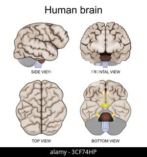 Anatomie cérébrale humaine. Vue supérieure, inférieure, latérale et frontale. Affiche vectorielle détaillée Illustration de Vecteur