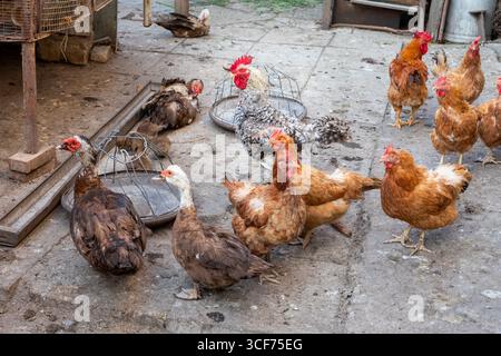 Un groupe de poulets errant dans une ferme rustique, montrant un comportement naturel et un plumage diversifié sur une surface en béton texturé. Banque D'Images