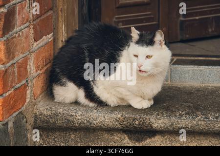 Chat de rue noir et blanc reposant sur des marches en pierre Banque D'Images