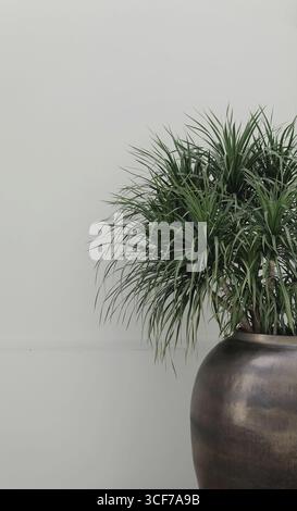 Véritable photographie organique prise plante d'intérieur en pot plante verte tropicale fond de mur blanc neutre Banque D'Images