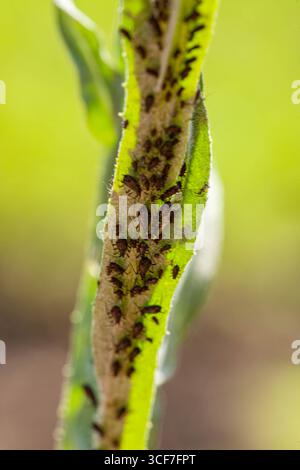 Pucerons qui se nourrissent sur le dessous des feuilles pour sucer le nectar, pucerons à l'intérieur de la feuille. Nuisible agricole. Infecté . Gros plan, poivre noir Banque D'Images