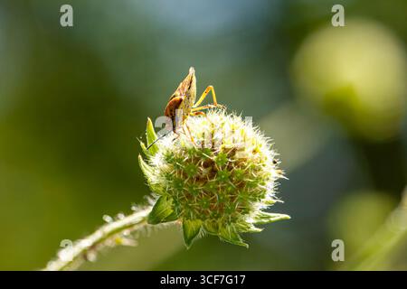 Vue rapprochée d'un insecte écusson orange-brun Carpocoris pudicus, perché sur une plante épaisse Banque D'Images